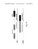 METHODS FOR HEAD AND NECK CANCER PROGNOSIS diagram and image