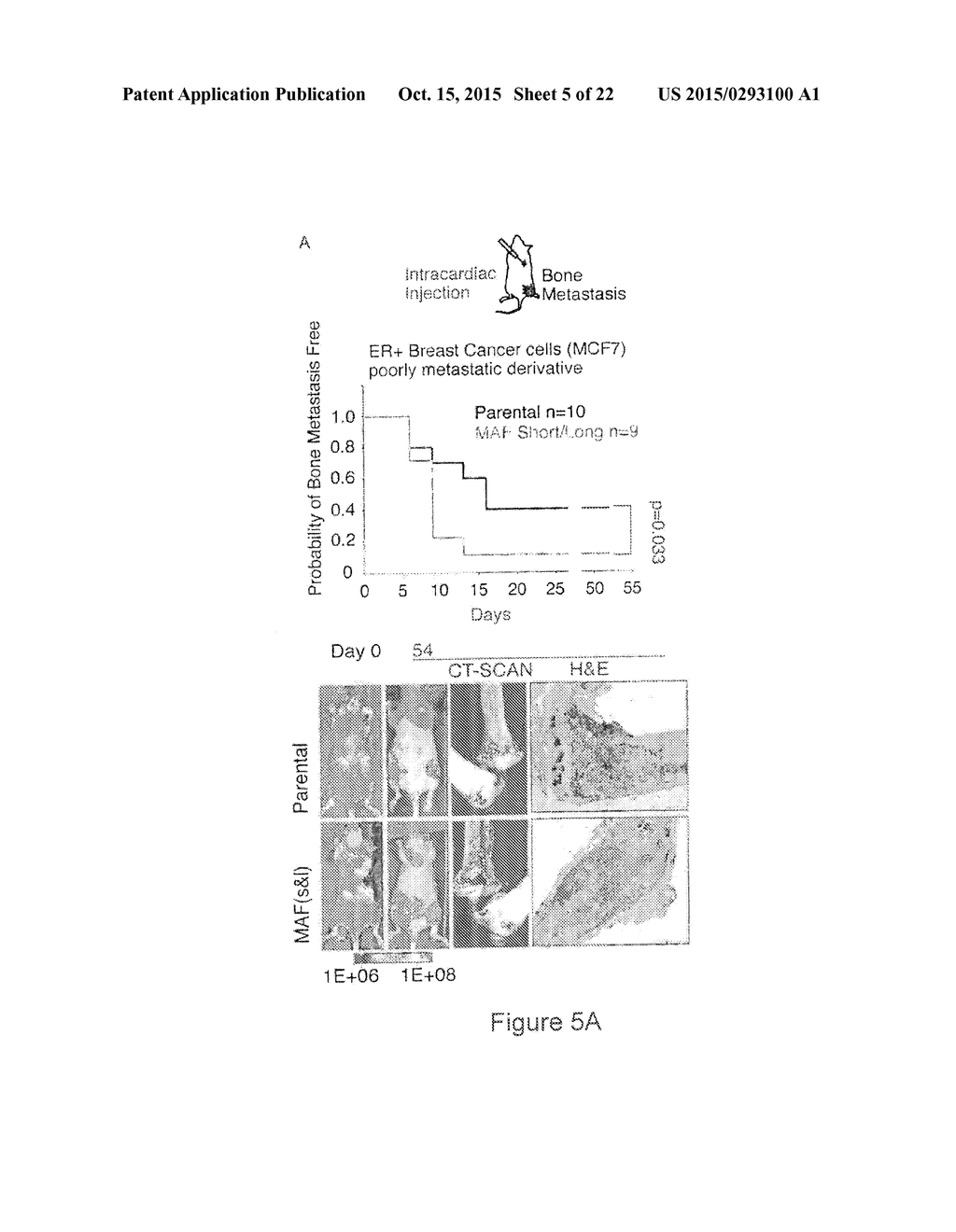 METHOD FOR THE PROGNOSIS AND TREATMENT OF CANCER METASTASIS - diagram, schematic, and image 06