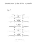 PROJECTION OPTICAL SYSTEM AND PROJECTOR APPARATUS diagram and image