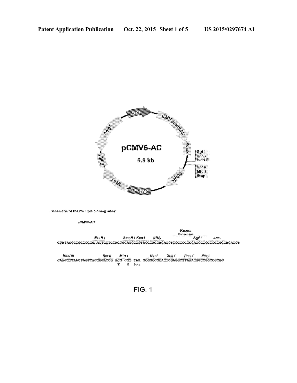 SUBSTANCES AND METHODS FOR THE TREATMENT OF CEREBRAL AMYLOID ANGIOPATHY     RELATED CONDITIONS OR DISEASE - diagram, schematic, and image 02