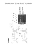 Conjugates of Proteins and Multivalent Cell-Penetrating Peptides and Their     Uses diagram and image