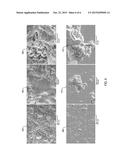 CERAMIC COATED ARTICLE AND PROCESS FOR APPLYING CERAMIC COATING diagram and image