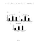 USE OF HYDROXYCINNAMALDEHYDE GLYCOSIDE DERIVATIVES FOR TREATING     GLOMERULONEPHRITIS diagram and image