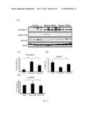 USE OF HYDROXYCINNAMALDEHYDE GLYCOSIDE DERIVATIVES FOR TREATING     GLOMERULONEPHRITIS diagram and image