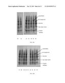 SEPARATION PROCESSES FOR SOY PROTEIN diagram and image