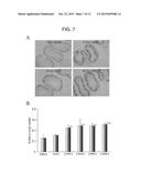 MEDICAL TREATMENT USE OF CELL-MEMBRANE-PERMEABLE FIBROBLAST GROWTH FACTOR diagram and image