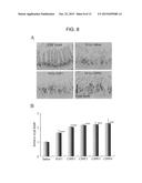 MEDICAL TREATMENT USE OF CELL-MEMBRANE-PERMEABLE FIBROBLAST GROWTH FACTOR diagram and image