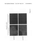 DEVELOPMENT OF HBV-AND/OR HDV-SUSCEPTIBLE CELLS, CELL LINES AND NON-HUMAN     ANIMALS diagram and image