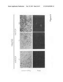 DEVELOPMENT OF HBV-AND/OR HDV-SUSCEPTIBLE CELLS, CELL LINES AND NON-HUMAN     ANIMALS diagram and image