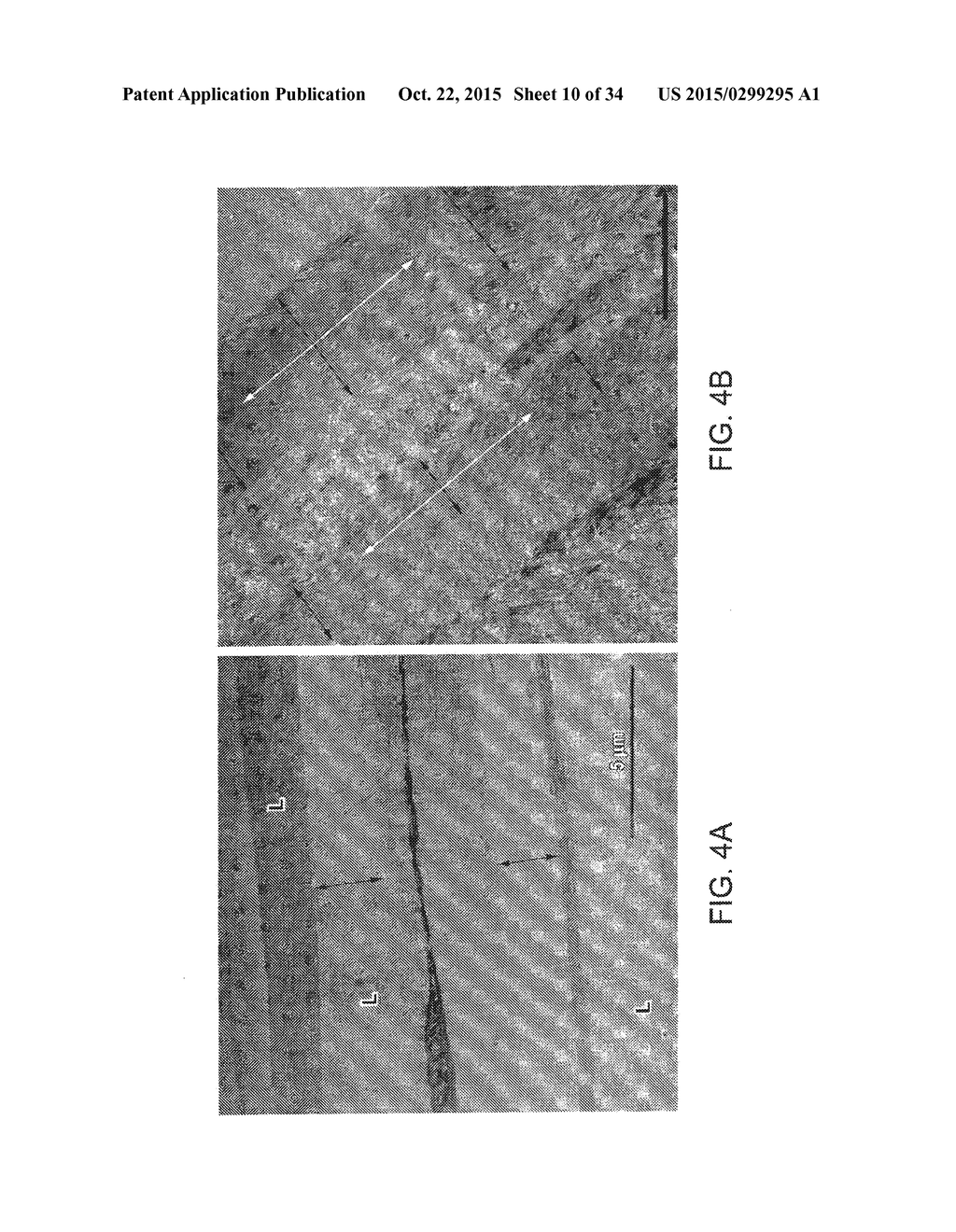 Collagen Fibrillar Construction - diagram, schematic, and image 11