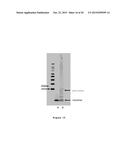 ANTIBODIES TO AMYLOID BETA diagram and image