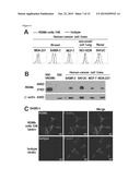 Agents That Modulate Immune Cell Activation and Methods of Use Thereof diagram and image