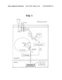 Anti-Blood Dendritic Cell Antigen 2 Antibodies And Uses Thereof diagram and image