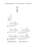 Anti-Blood Dendritic Cell Antigen 2 Antibodies And Uses Thereof diagram and image