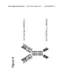 BI-SPECIFIC ANTIGEN-BINDING POLYPEPTIDES diagram and image