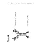 BI-SPECIFIC ANTIGEN-BINDING POLYPEPTIDES diagram and image