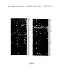 METHODS AND COMPOSITIONS INVOLVING MIRNA AND MIRNA INHIBITOR MOLECULES diagram and image