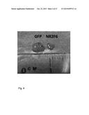 Modulation of Hematopoietic Stem Cell Differentiation diagram and image