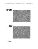 Modulation of Hematopoietic Stem Cell Differentiation diagram and image