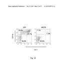 Modulation of Hematopoietic Stem Cell Differentiation diagram and image