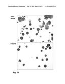 Modulation of Hematopoietic Stem Cell Differentiation diagram and image