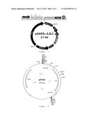 METHOD OF ELIMINATING DEPENDENCE OF METHANOL INDUCED PROMOTER ON SINGLE     METHANOL CARBON SOURCE diagram and image