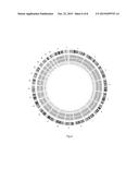 WHOLE GENOME AMPLIFICATION METHOD AND APPLICATION THEREOF diagram and image