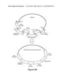 METHODS AND COMPOSITIONS FOR IMPROVING SUGAR TRANSPORT, MIXED SUGAR     FERMENTATION, AND PRODUCTION OF BIOFUELS diagram and image