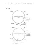 METHODS AND COMPOSITIONS FOR IMPROVING SUGAR TRANSPORT, MIXED SUGAR     FERMENTATION, AND PRODUCTION OF BIOFUELS diagram and image