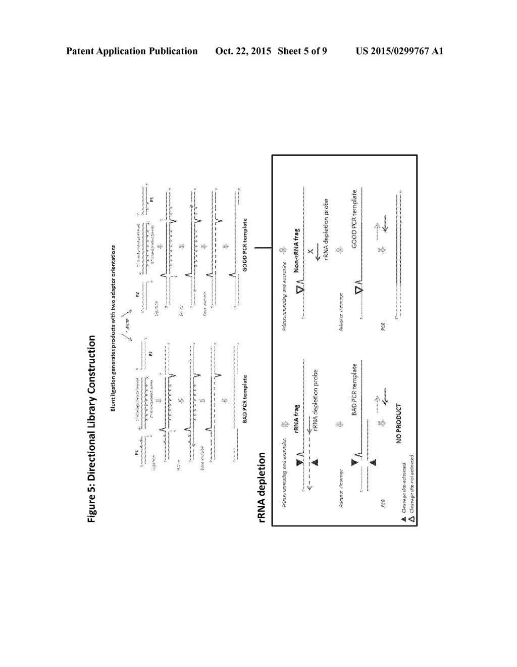 COMPOSITIONS AND METHODS FOR NEGATIVE SELECTION OF NON-DESIRED NUCLEIC     ACID SEQUENCES - diagram, schematic, and image 06