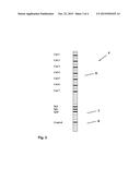 CALIBRATION STRIP FOR AN IMMUNOBLOT diagram and image