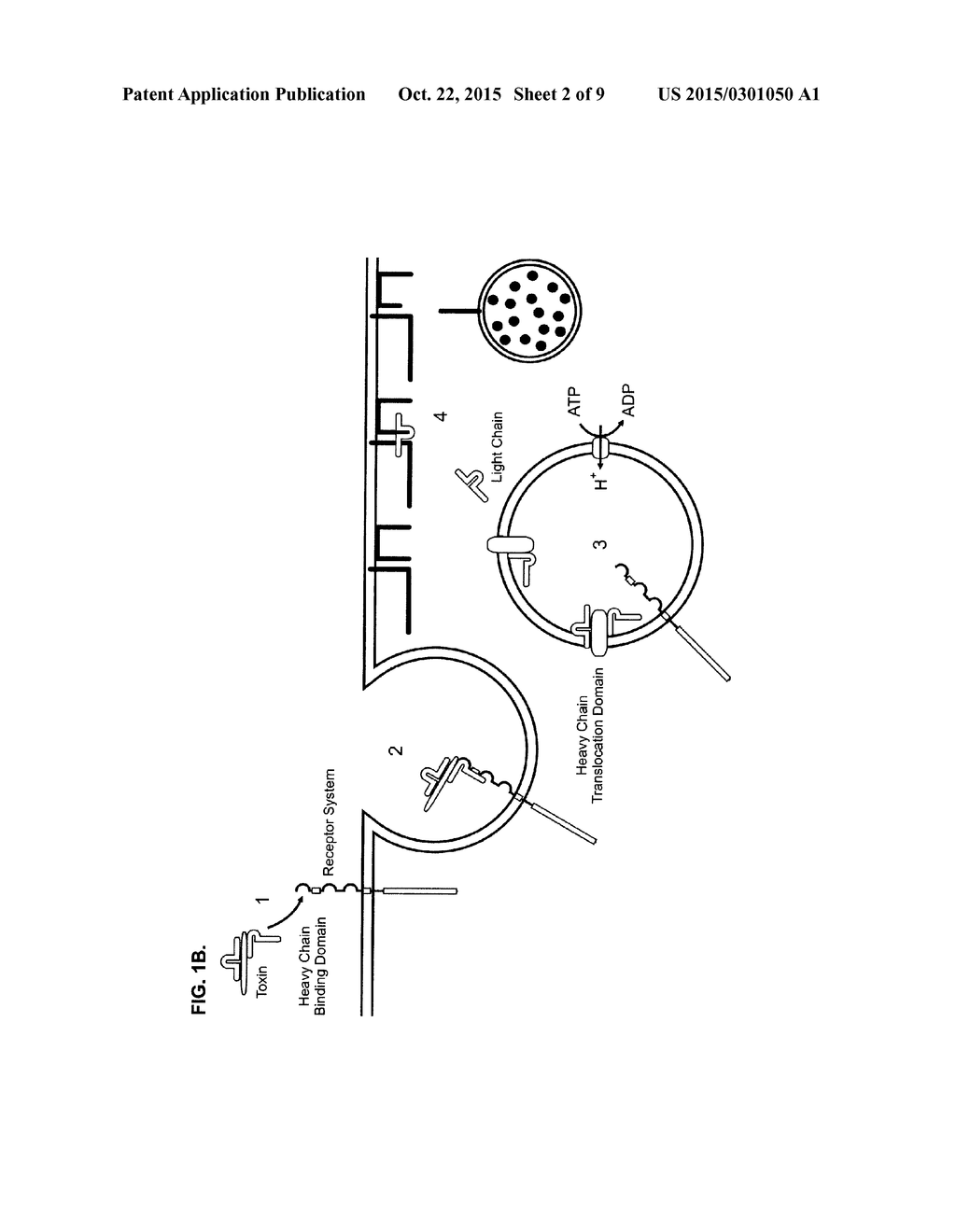 IMMUNO-BASED RETARGETED ENDOPEPTIDASE ACTIVITY ASSAYS - diagram, schematic, and image 03