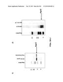 BIOMARKER COMPOSITIONS AND METHODS diagram and image