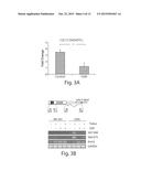 METHODS AND ASSAYS FOR FACIOSCAPULOHUMERAL MUSCULAR DYSTROPHY diagram and image