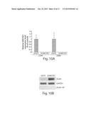 METHODS AND ASSAYS FOR FACIOSCAPULOHUMERAL MUSCULAR DYSTROPHY diagram and image