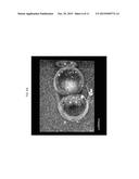 IN VITRO PLATFORM AND METHODS FOR CULTURING EMBRYOS FOR IMPLANTATION diagram and image