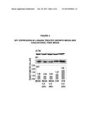 METHODS FOR USING SOY PEPTIDES TO INHIBIT H3 ACETYLATION, REDUCE     EXPRESSION OF HMG-COA REDUCTASE AND INCREASE LDL RECEPTOR AND SP1     EXPRESSION IN A MAMMAL diagram and image