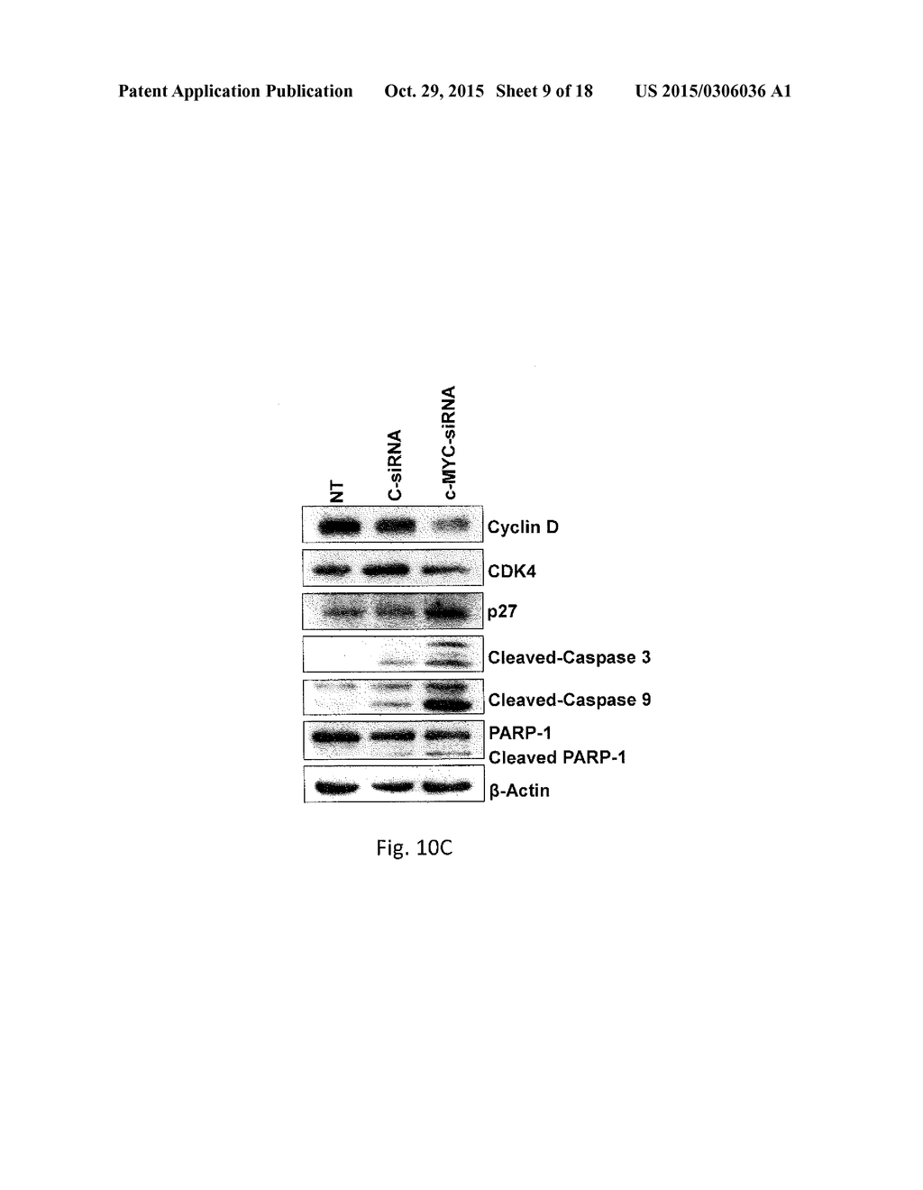 Nanoliposomal c-MYC-siRNA Inhibits In Vivo Tumor Growth of     Cisplatin-Resistant Ovarian Cancer - diagram, schematic, and image 10