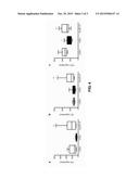 LACTIC ACID BACTERIUM FOR PROPHYLAXIS OR TREATMENT OF A STRESS-INDUCED     DISORDER AND A COMPOSITION CONTAINING THE SAME diagram and image