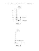 Trimeric HIV Fusion Inhibitors for Treating or Preventing HIV Infection diagram and image