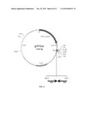 PROSTATE CANCER VACCINE diagram and image