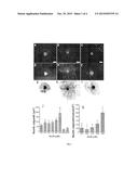 USE OF SULPHATED GLYCOLIPIDS AS PROMOTERS OF NEURITIC GROWTH,  MYELINATION     AND INHIBITING THE PROLIFERATION OF ASTROGLIA AND MICROGLIA diagram and image