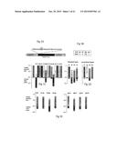 ENGINEERED TRANSCRIPTION ACTIVATOR LIKE EFFECTOR (TALE) PROTEINS diagram and image