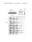 ENGINEERED TRANSCRIPTION ACTIVATOR LIKE EFFECTOR (TALE) PROTEINS diagram and image