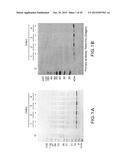 METHODS FOR PREPARING AND USING MULTICHAPERONE-ANTIGEN COMPLEXES diagram and image