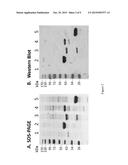 CHEMOKINE-CYTOKINE FUSION PROTEINS AND THEIR APPLICATIONS diagram and image