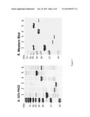 CHEMOKINE-CYTOKINE FUSION PROTEINS AND THEIR APPLICATIONS diagram and image