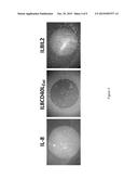 CHEMOKINE-CYTOKINE FUSION PROTEINS AND THEIR APPLICATIONS diagram and image