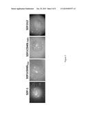 CHEMOKINE-CYTOKINE FUSION PROTEINS AND THEIR APPLICATIONS diagram and image