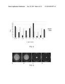 ANTI-CAMPYLOBACTER JEJUNI ANTIBODIES AND USES THEREFOR diagram and image